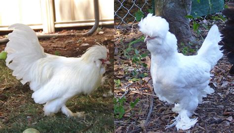 quietest bantam chicken breed